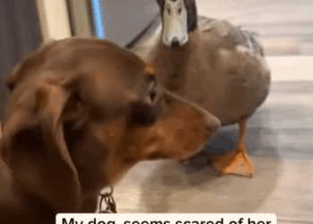 T0908047 Rescue poor duck stuck under the ice animal rescueanimals animallo part2