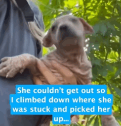 T1808020 Girl rescued mangy dog and changed after 7 months rescue rescueanim part2