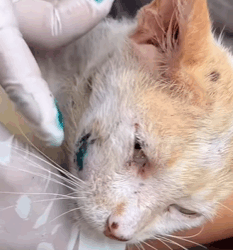 T0209016 The transformation of Felix At the end of March our street feeding part2