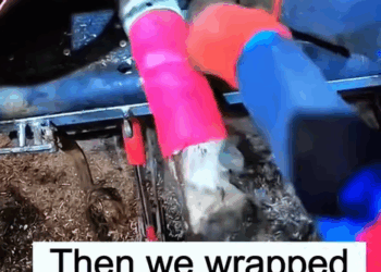 T0908010 rescued baby moose and after year rescue rescueanimals anima part2