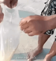 T1808048 family rescues baby stingray and then cuteanimals ray fyp part2