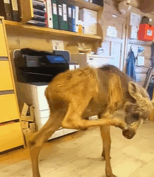 T0209017 Kind hearted people rescued a helpless baby moose in need animal part2