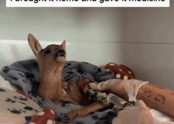 T0608042 never thought would sleep with baby deer but from today it wil part2