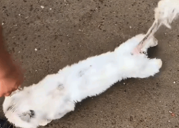 T0908029 Rescued the tiny kitten sheltering at my door in the rain sent it part2