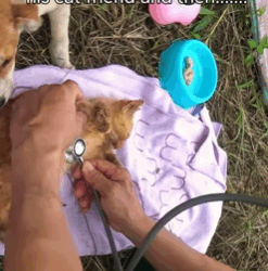 T1808005 The dog is so smart part2