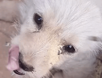 T0608010 Rescue puppy full of maggots part2