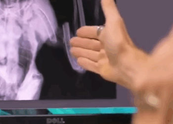 T0908002 I found a drowning eagle by the river and then animals fyp rescue part2