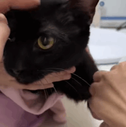 T0209050 Rescue cat movie fypシ fyp foryou save rescue cat catsoftiktok part2