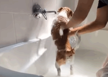 T0608026 This worker rescued dog and adopted it animals animalsoftiktok part2