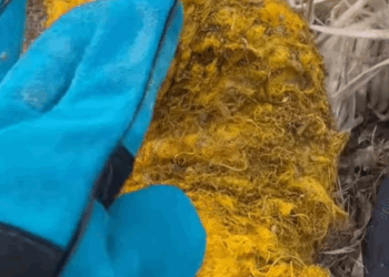 T0908026 What cute little puppy If you don love it please don harm it part2