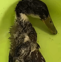 T0209013 Rescue duck trapped under the ice and then rescue animals fyp part2