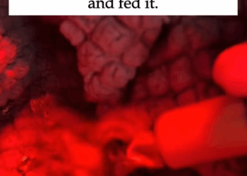 T0608037 I found a baby crow lying by the roadside and then part2