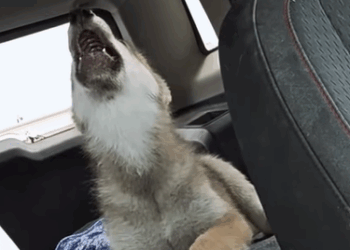 T0908009 found baby wolf stuck in the sewer rescue rescueanimals animal part2