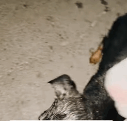 T0209011 Found a black puppy in the trash dog straydog animalrescue animals part2