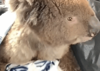 T0608027 Girl rescued baby koala stuck in fence and then animals animalsof part2