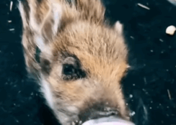 T0908013 Rescue baby wild boar and then rescue rescueanimals animals fyp part2