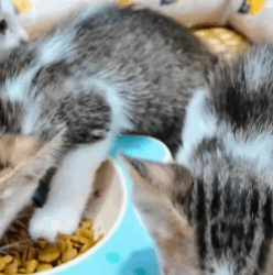 T1808040 Rescue a family of cats rescuecat rescue animal animlasoftiktok part2