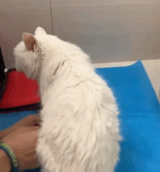 T0209037 Rescue a poor stray cat move rescue love adoptme save poor part2