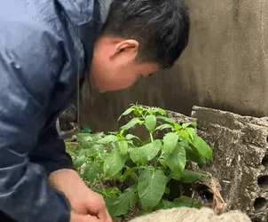 T0608008 Rescue puppy that was abandoned after being beaten by its owner part2