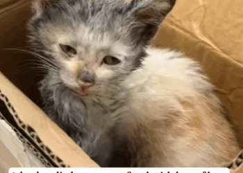 T0908033 broken little stray got fixed with lots of love fyp rescue cat part2