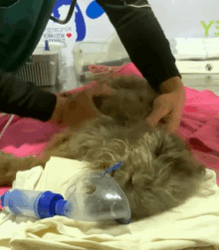 T1808027 Poor dog was rescued part2