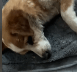 T0209026 Rescue dog rescue animals adoptdontshop petlover dog part2