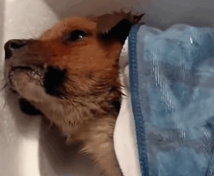 T0608021 Rescue dog covered in snow wet and shivering part2