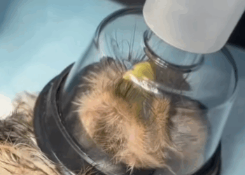 T0908016 This poor little owl was swept away by the flood part2