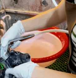 T1808041 Rescue dog rescuedog rescue animal animlasoftiktok part2