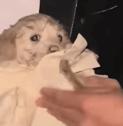 T0608016 Help me The poor little dog asked the passer by for help part2