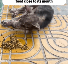 T0209028 Rescue dog Tatcha rescue animals adoptdontshop petlover dog part2