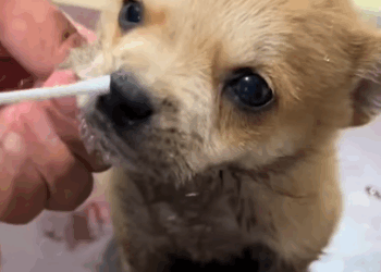 T0908031 A sick abandoned puppy was rescued and taken to the vet fyp rescue part2