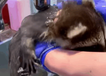 T1808038 Man saves baby raccoon while gardening and becomes it father part2