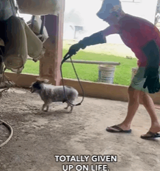 T0209024 We ve never had rescue quite like this one streetdogs dogrescue part2