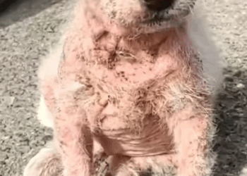 T0908034 This rescue pup had every reason to hate humans but love won fyp part2