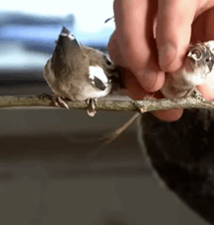 T1808028 Rescue bird nest fell from tree rescue rescueanimals animals part2