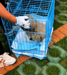 T0209036 Rescue dog part2