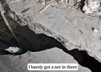 T0908030 This mama cat trusted me to save her baby fyp rescue cat mom part2