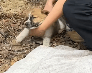 T1808031 Rescue puppy rescue rescueanimals animals animals animalsoftikto part2