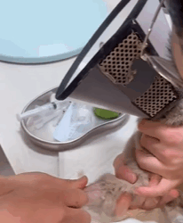 T0209029 Rescue cat rescue animals adoptdontshop petlover cat part2