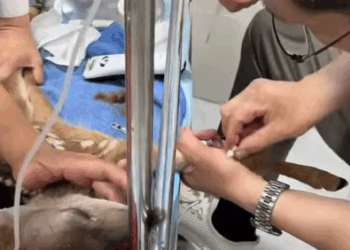 T0908021 This little dog has rescued the sika deer to shore part2