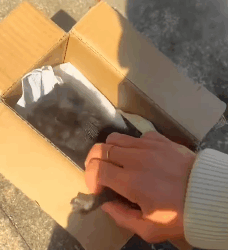 T1808043 A girl rescues a kitten on the street and then cuteanimals cat part2