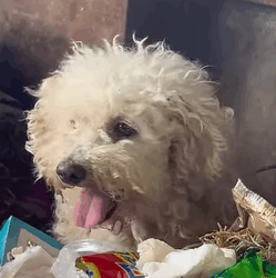 T0608013 man rescued puppy that had been abandoned in trash can due part2