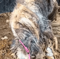 T0209009 Once hopeless and lost, now safe and cherished forever part2