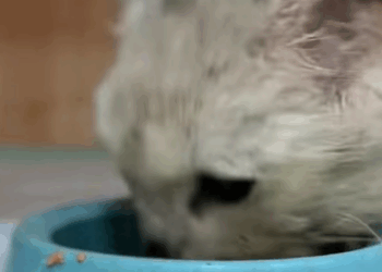 T0908025 Rescued a tiny trash eating kitty who wouldn t let me pass She s got part2