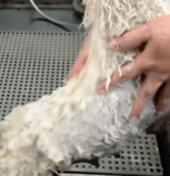 T1808032 Rescue family of dogs rescue rescueanimals animals animalsoftik part2