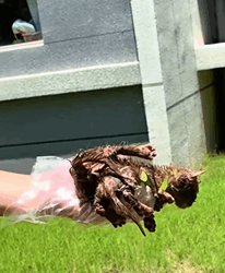 T0209032 Rescue cats part2