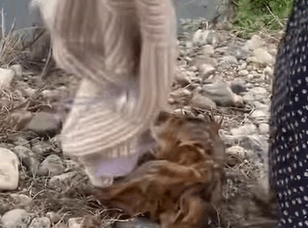 T0608011 Rescue puppy that has fallen into the water part2