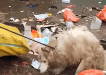 T0908005 saw samoyed abandoned in trash can and then rescue animals part2