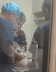 T0209038 Rescue a stray cat move rescue love fypシ adoptme save poor part2